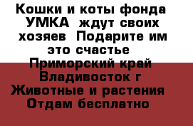Кошки и коты фонда “УМКА“ ждут своих хозяев! Подарите им это счастье - Приморский край, Владивосток г. Животные и растения » Отдам бесплатно   